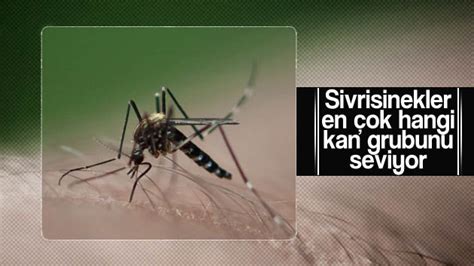 sivrisinek en çok hangi kan grubuna gelir